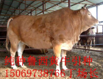 黄牛价格,价格波动、投资风险与行业现状”
