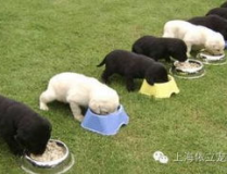 梦见喂狗,喂狗的象征意义与心理解读
