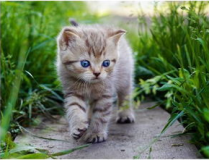 娱乐吃瓜酱猫咪头套,揭秘“吃瓜酱”猫咪的趣味生活